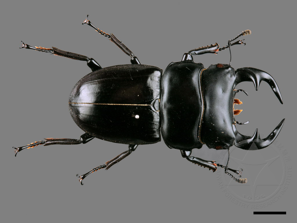 Dorcus formosanus Miwa (Formosan Giant Stag Beetle) 台灣大鍬形蟲